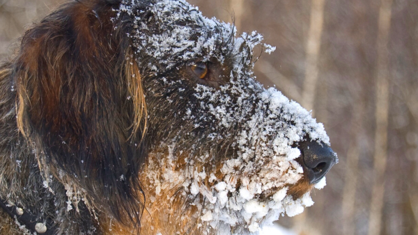 Cold Weather Pet Safety: How cold is too cold for your dog?