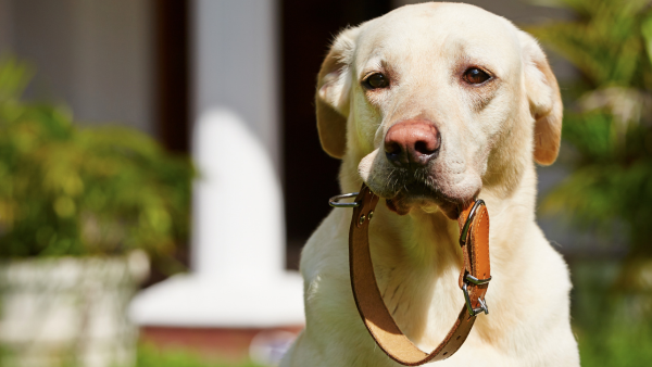 Does my pet really need a collar & tag? Why it’s important!