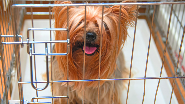Considering crate training your dog? Tips to get started!
