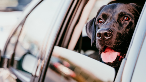 Dogs in hot cars – what does the law say?