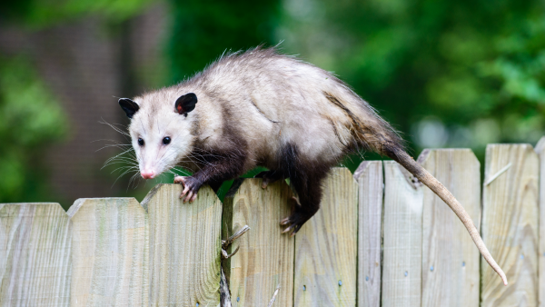 Opossums in your yard? Here’s why that’s a good thing!