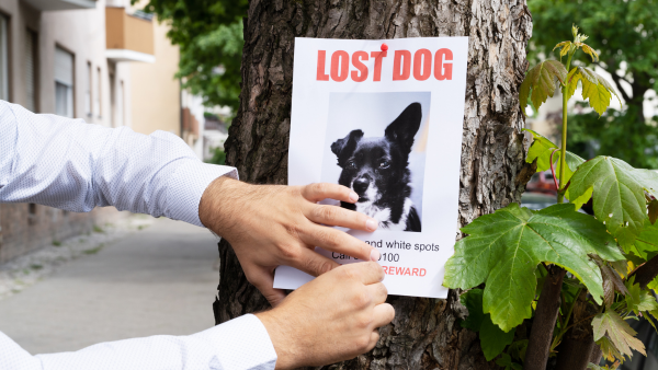 Where To Look When You Lose Your Pet