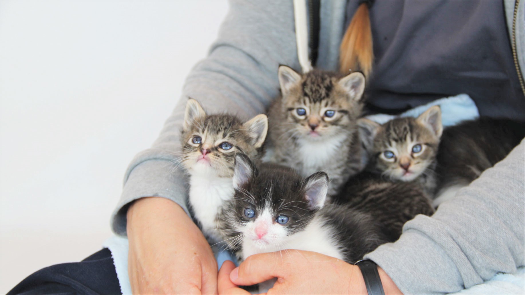 kittens being held