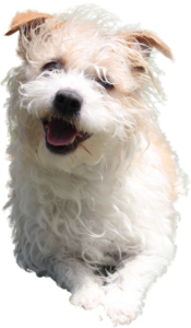 Cutout of white terrier.