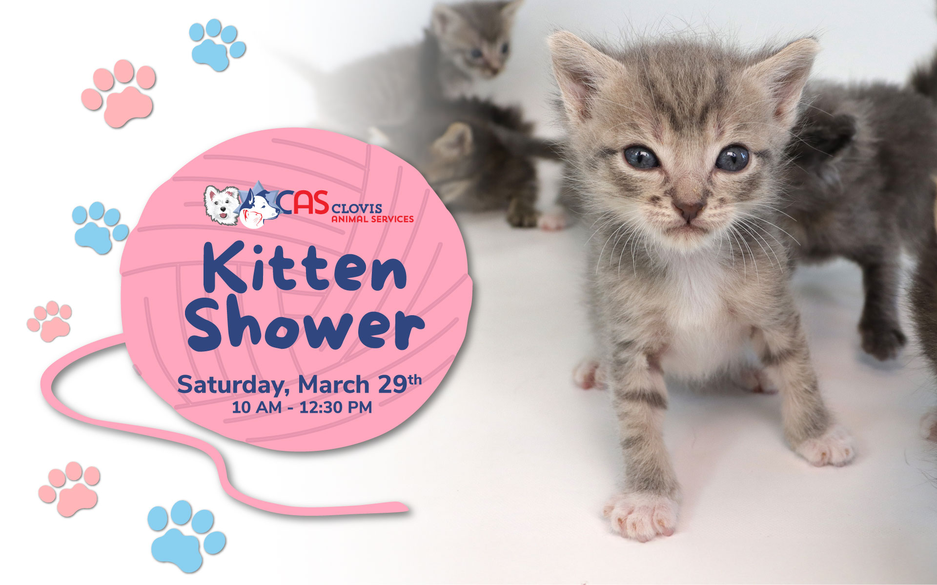 2025 Kitten Shower