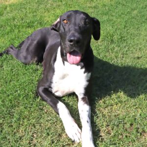 Large Great Dane dog sitting in the grass.